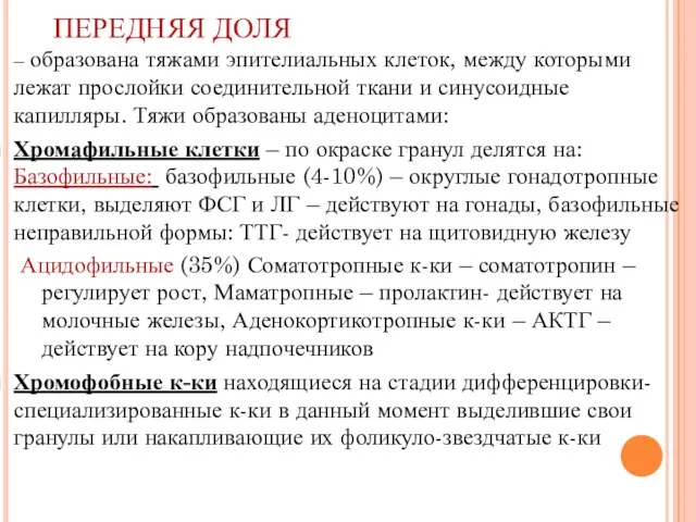 ПЕРЕДНЯЯ ДОЛЯ – образована тяжами эпителиальных клеток, между которыми лежат прослойки