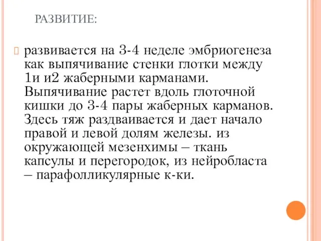 РАЗВИТИЕ: развивается на 3-4 неделе эмбриогенеза как выпячивание стенки глотки между