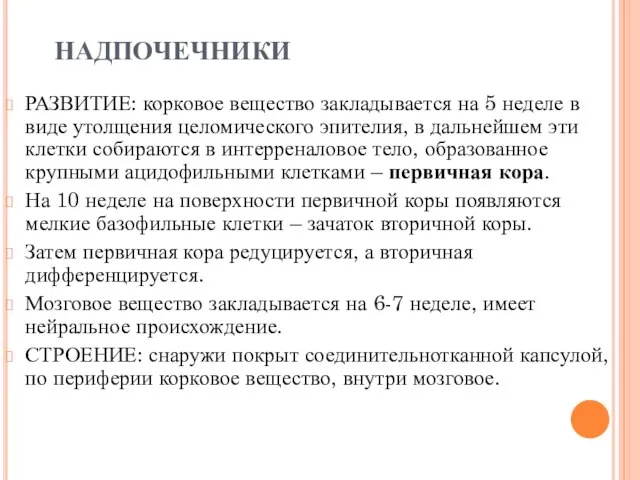 НАДПОЧЕЧНИКИ РАЗВИТИЕ: корковое вещество закладывается на 5 неделе в виде утолщения