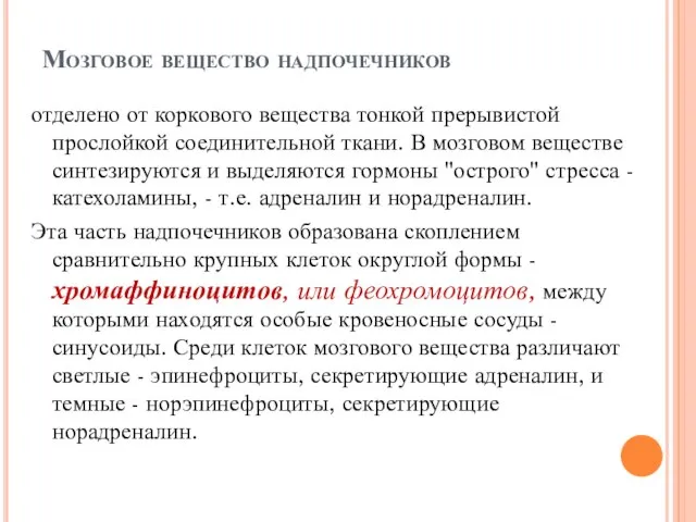 Мозговое вещество надпочечников отделено от коркового вещества тонкой прерывистой прослойкой соединительной