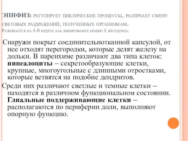 ЭПИФИЗ: регулирует циклические процессы, различает смену световых раздражений, полученных организмам. Развивается