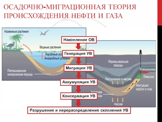 ОСАДОЧНО-МИГРАЦИОННАЯ ТЕОРИЯ ПРОИСХОЖДЕНИЯ НЕФТИ И ГАЗА Накопление ОВ Генерация УВ Миграция