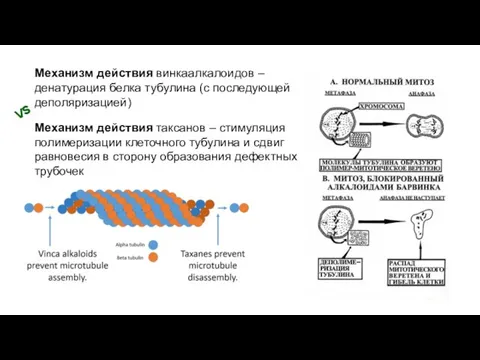 Механизм действия винкаалкалоидов – денатурация белка тубулина (с последующей деполяризацией) Механизм