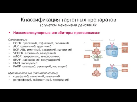 Классификация таргетных препаратов (с учетом механизма действия): Низкомолекулярные ингибиторы протеинкиназ: Селективные