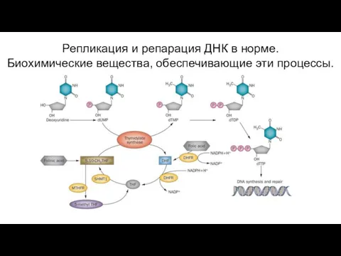 Репликация и репарация ДНК в норме. Биохимические вещества, обеспечивающие эти процессы.