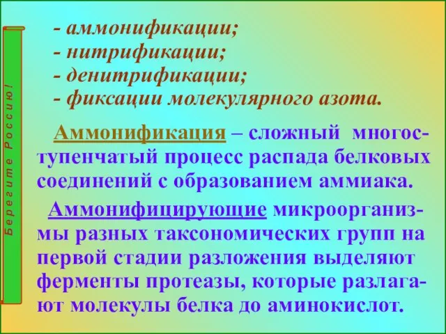 - аммонификации; - нитрификации; - денитрификации; - фиксации молекулярного азота. Аммонификация