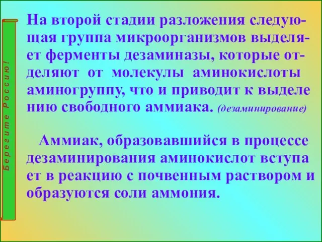 На второй стадии разложения следую-щая группа микроорганизмов выделя- ет ферменты дезаминазы,