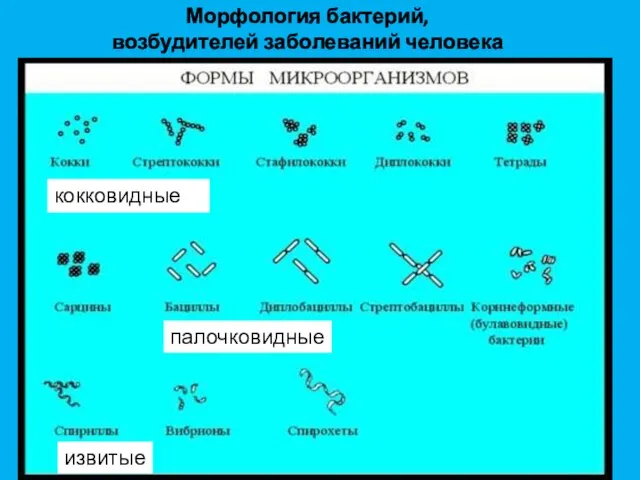 кокковидные палочковидные извитые Морфология бактерий, возбудителей заболеваний человека