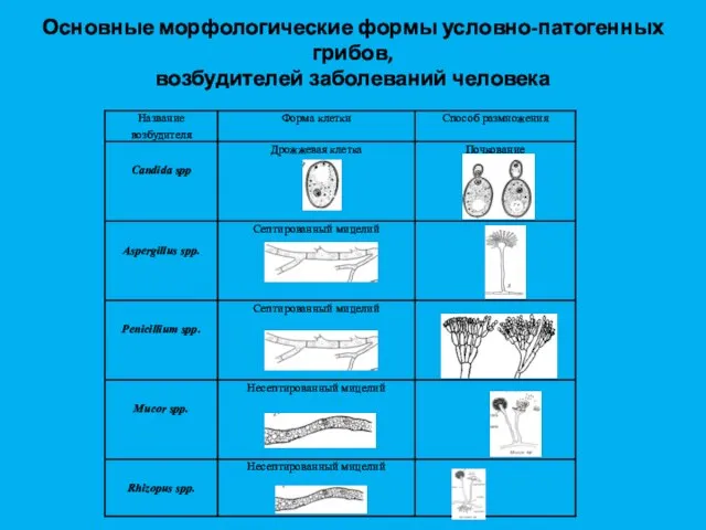 Основные морфологические формы условно-патогенных грибов, возбудителей заболеваний человека