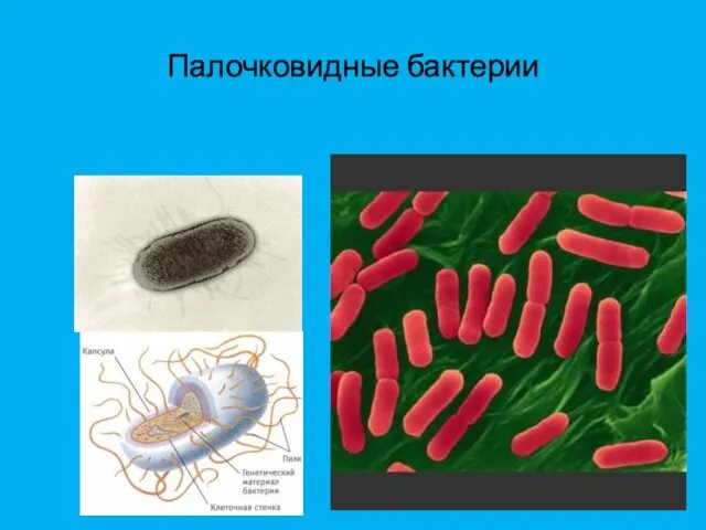 Палочковидные бактерии