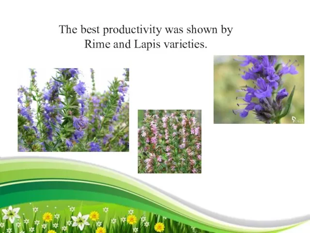 The best productivity was shown by Rime and Lapis varieties.