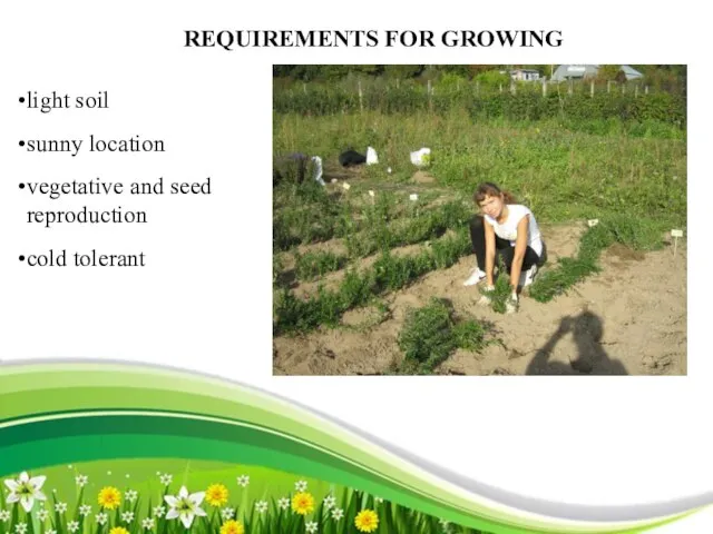 REQUIREMENTS FOR GROWING light soil sunny location vegetative and seed reproduction cold tolerant