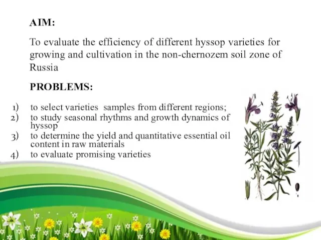 AIM: To evaluate the efficiency of different hyssop varieties for growing