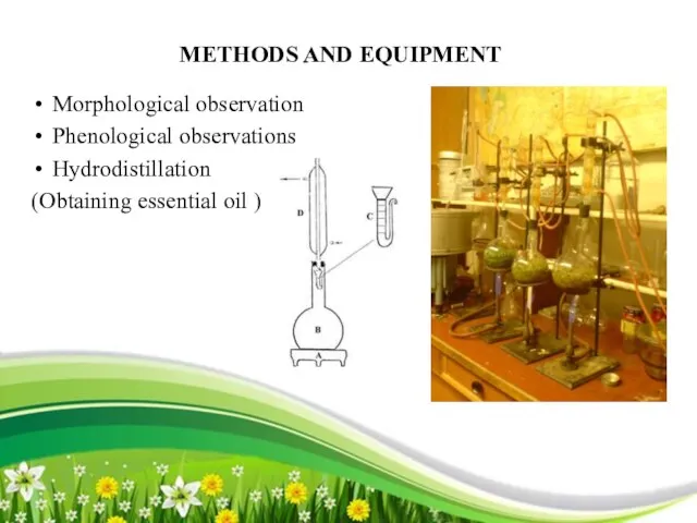 METHODS AND EQUIPMENT Morphological observation Phenological observations Hydrodistillation (Obtaining essential oil )