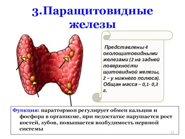 3.Паращитовидные железы Представлены 4 околощитовидными железами (2 на задней поверхности щитовидной