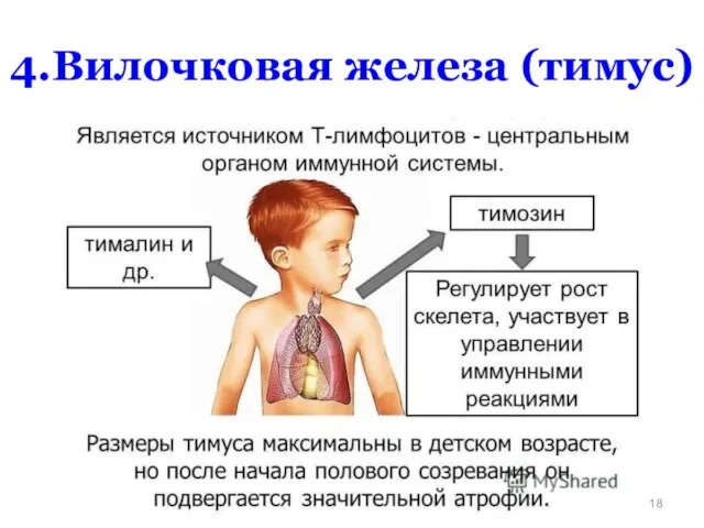 4.Вилочковая железа (тимус)