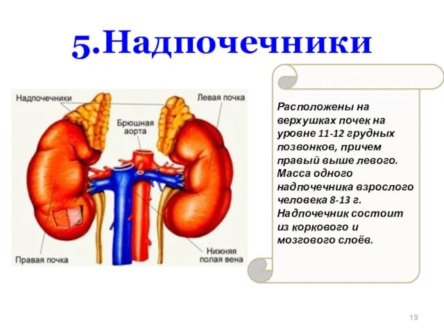 Расположены на верхушках почек на уровне 11-12 грудных позвонков, причем правый