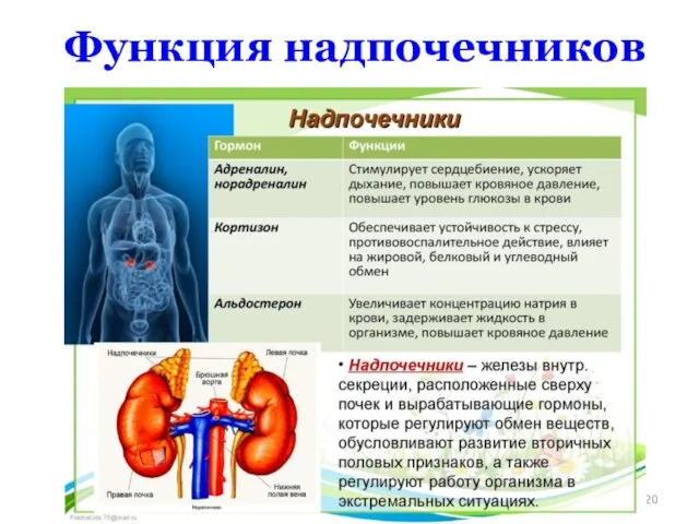 Функция надпочечников