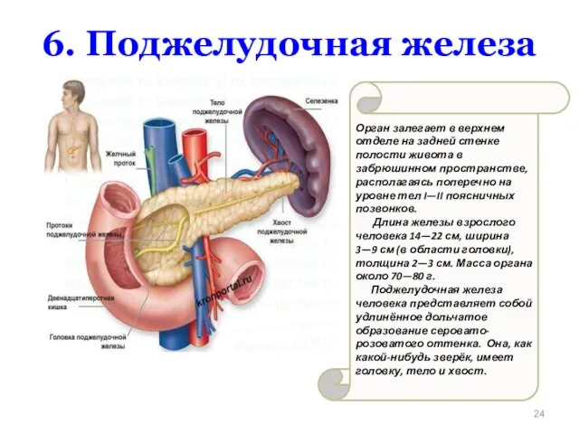 Орган залегает в верхнем отделе на задней стенке полости живота в