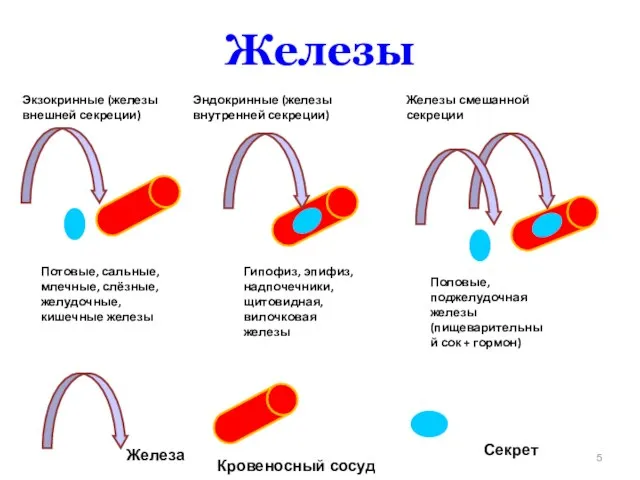 Железы Экзокринные (железы внешней секреции) Потовые, сальные, млечные, слёзные, желудочные, кишечные