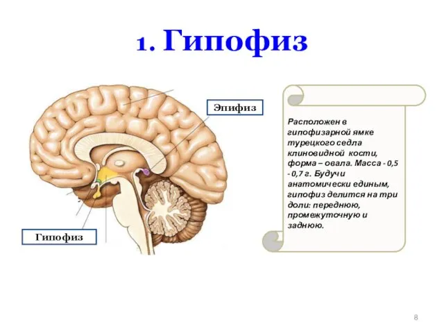 Эпифиз Гипофиз Расположен в гипофизарной ямке турецкого седла клиновидной кости, форма