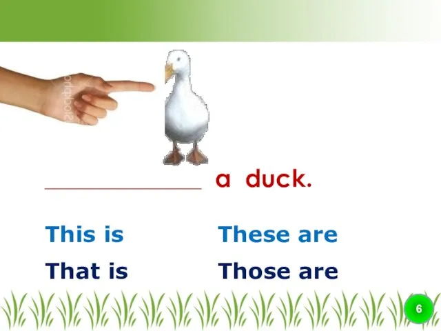 This is These are ________________ a duck. 6 That is Those are