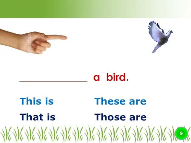 This is These are ________________ a bird. 9 That is Those are