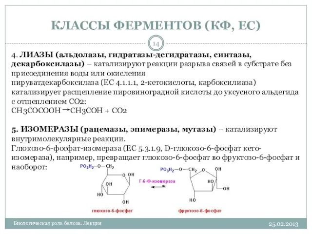 КЛАССЫ ФЕРМЕНТОВ (КФ, EC) 25.02.2013 Биологическая роль белков. Лекция 4. ЛИАЗЫ