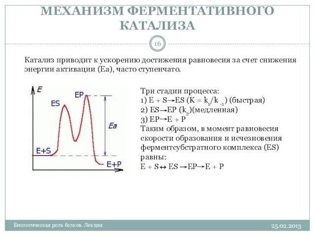 МЕХАНИЗМ ФЕРМЕНТАТИВНОГО КАТАЛИЗА 25.02.2013 Биологическая роль белков. Лекция Три стадии процесса: