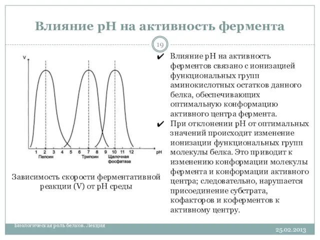 Влияние рН на активность фермента 25.02.2013 Биологическая роль белков. Лекция Зависимость