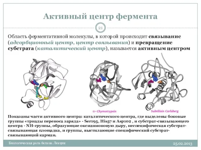 Активный центр фермента 25.02.2013 Биологическая роль белков. Лекция Область ферментативной молекулы,