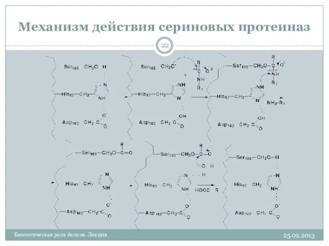 Механизм действия сериновых протеиназ 25.02.2013 Биологическая роль белков. Лекция