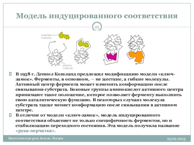 Модель индуцированного соответствия 25.02.2013 Биологическая роль белков. Лекция В 1958 г.