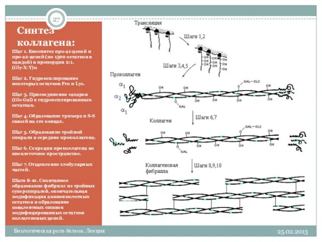Синтез коллагена: Шаг 1. Биосинтез про-a1-цепей и про-a2-цепей (по 1300 остатков