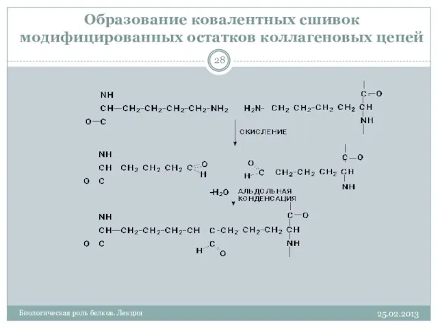 Образование ковалентных сшивок модифицированных остатков коллагеновых цепей 25.02.2013 Биологическая роль белков. Лекция