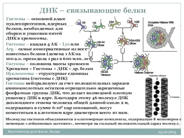 ДНК – связывающие белки 25.02.2013 Биологическая роль белков. Лекция Гистоны –