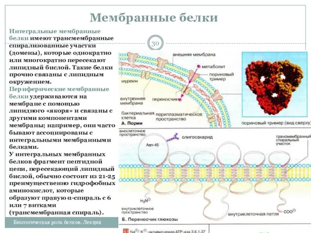 Мембранные белки 25.02.2013 Биологическая роль белков. Лекция Интегральные мембранные белки имеют