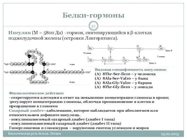 Белки-гормоны 25.02.2013 Биологическая роль белков. Лекция Инсулин (М = 5800 Да)