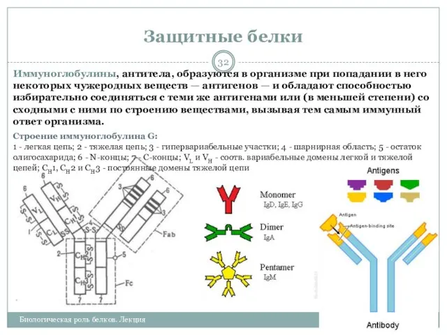 Защитные белки 25.02.2013 Биологическая роль белков. Лекция Иммуноглобулины, антитела, образуются в