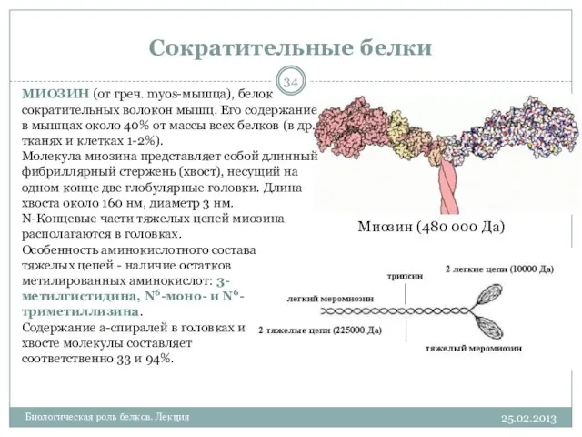 Сократительные белки 25.02.2013 Биологическая роль белков. Лекция Миозин (480 000 Да)