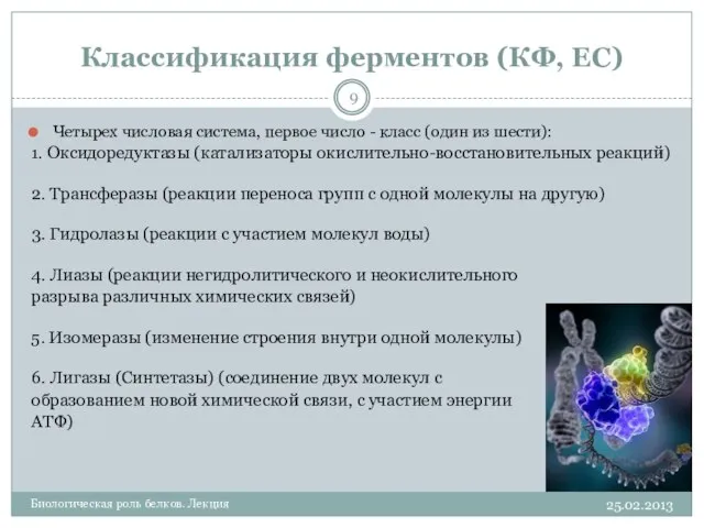 Классификация ферментов (КФ, EC) 25.02.2013 Биологическая роль белков. Лекция Четырех числовая