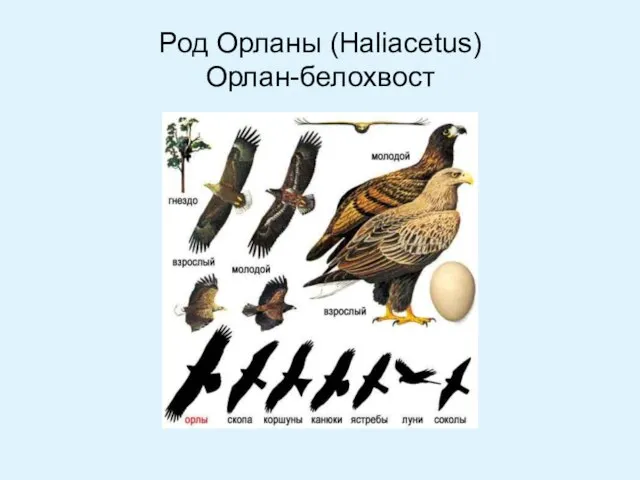 Род Орланы (Haliacetus) Орлан-белохвост