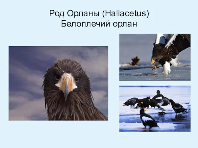 Род Орланы (Haliacetus) Белоплечий орлан