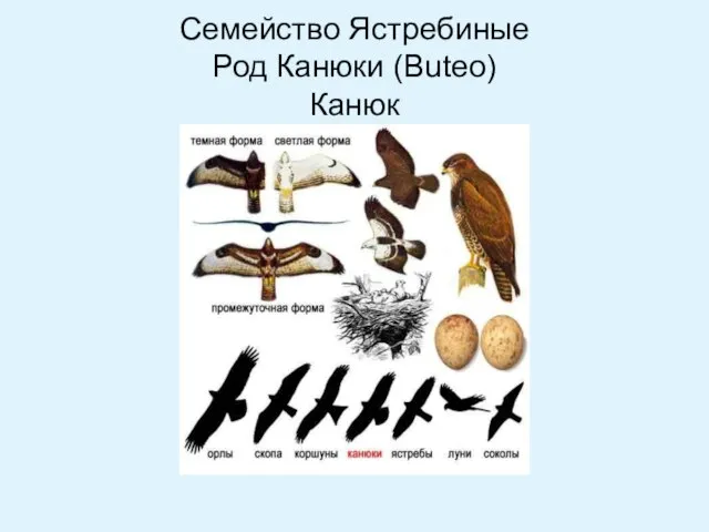 Семейство Ястребиные Род Канюки (Buteo) Канюк