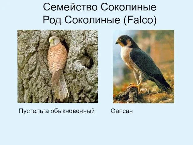 Семейство Соколиные Род Соколиные (Falco) Пустельга обыкновенный Сапсан