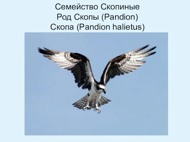 Семейство Скопиные Род Скопы (Pandion) Скопа (Pandion halietus) Скопа