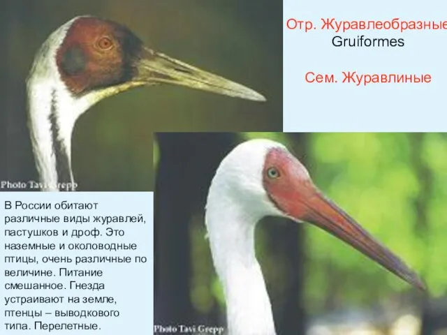 Отр. Журавлеобразные Gruiformes Сем. Журавлиные В России обитают различные виды журавлей,