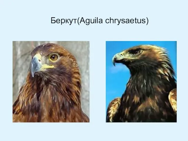 Беркут(Aguila chrysaetus)