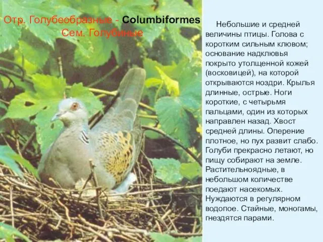 Отр. Голубеобразные - Columbiformes Сем. Голубиные Небольшие и средней величины птицы.