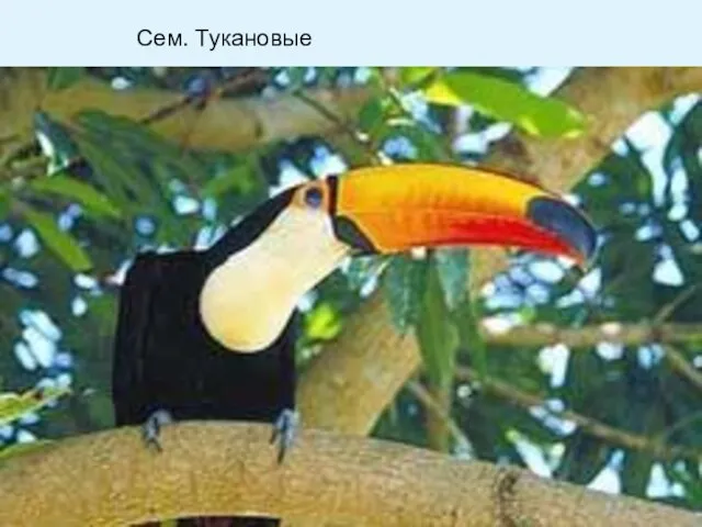 Сем. Тукановые